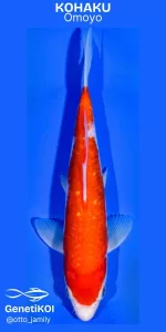 Imagem de um peixe Koi Kohaku com um padrão vibrante de laranja e branco, nadando em um fundo azul. O Kohaku é uma variedade popular de Koi, conhecida por sua beleza e simplicidade. Kohaku Omoyo