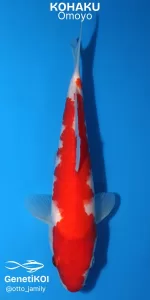 Imagem de um lindo peixe koi da variedade Kohaku com padrões vermelhos e brancos em um fundo azul, ideal para aquaristas que buscam beleza e qualidade. Kohaku Omoyo