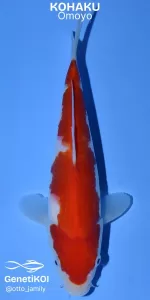 Imagem de um carpa Koi Kohaku, destacando suas cores vibrantes e padrão distinto, ideal para entusiastas de aquarismo e colecionadores. Kohaku Omoyo