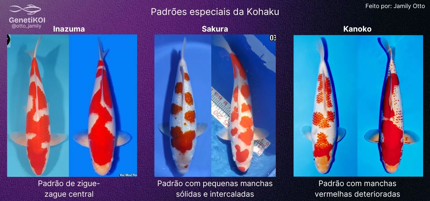 Colagem com os tipos de nishikigoi kohaku, inazuma kohaku, sakura kohaku e kanoko kohaku.