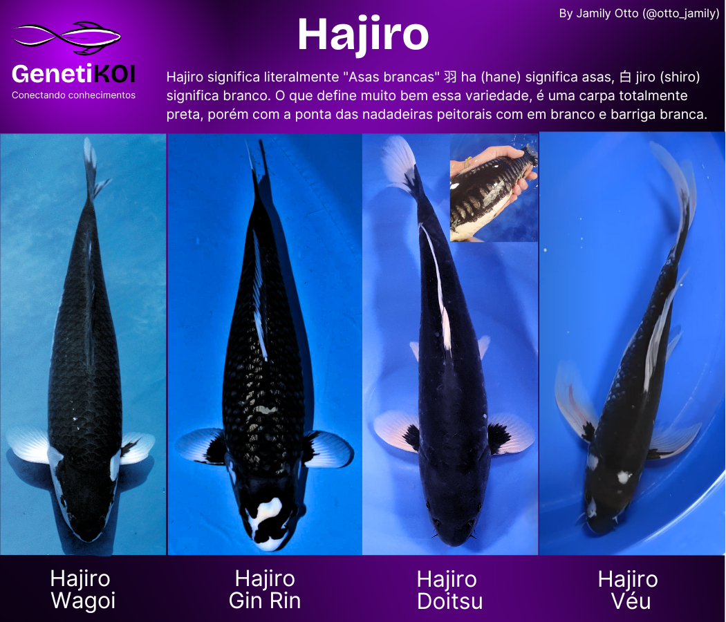 Imagem demonstrando as diferenças da variedade Hajiro.