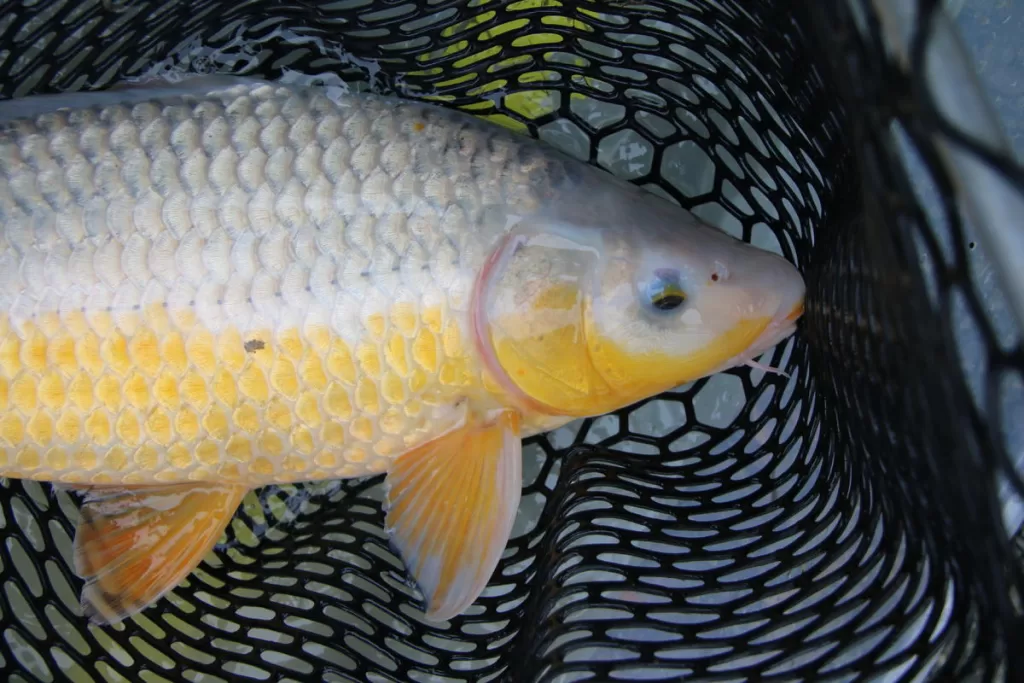 Exemplar de Ki Asagi com corpo harmonioso e padrão amarelo contínuo nas laterais – koi ornamental