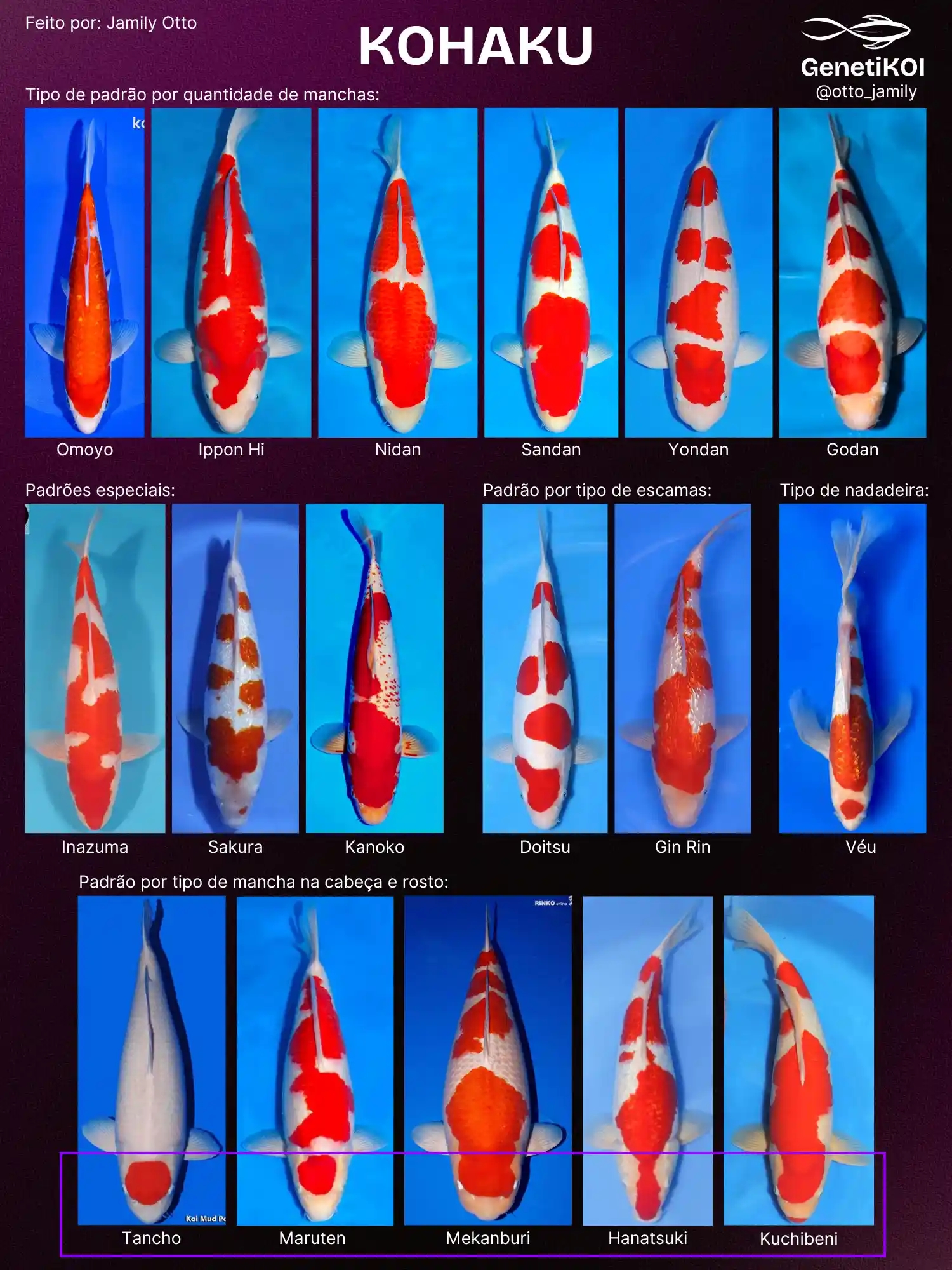 Imagem que apresenta diversos tipos de peixes Koi Kohaku, incluindo padrões variados de manchas, escamas e nadadeiras, ideal para entusiastas da laguismo.