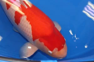 S Legend, A carpa koi nishikigoi mais cara do mundo